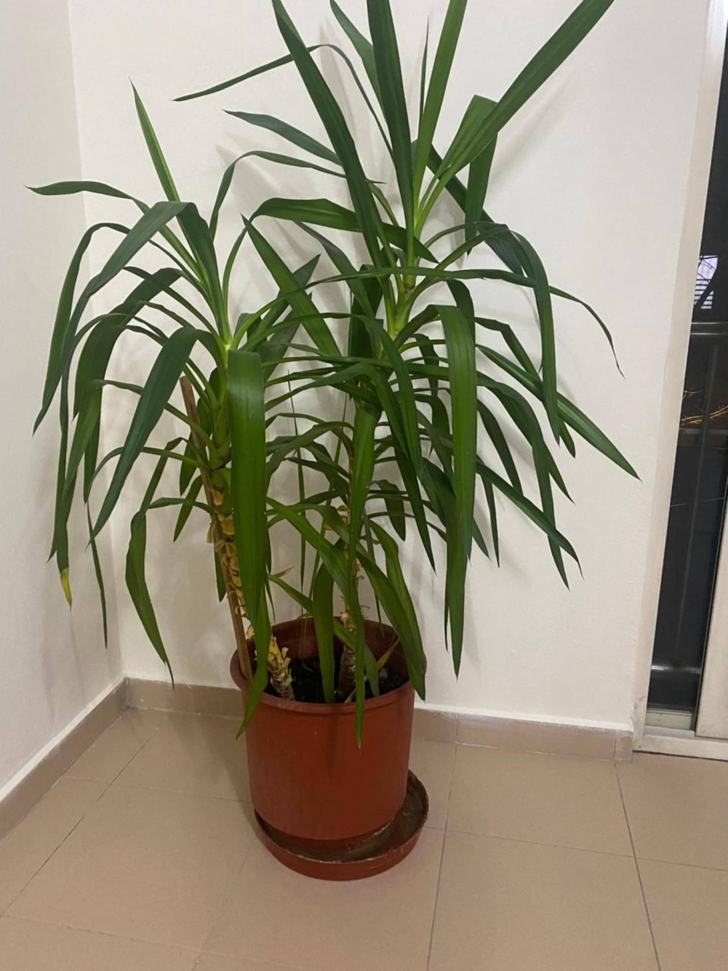 Chlo Apartment 4 Tirane Εξωτερικό φωτογραφία